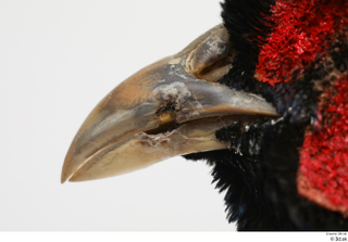 Pheasant  2 beak mouth 0002.jpg